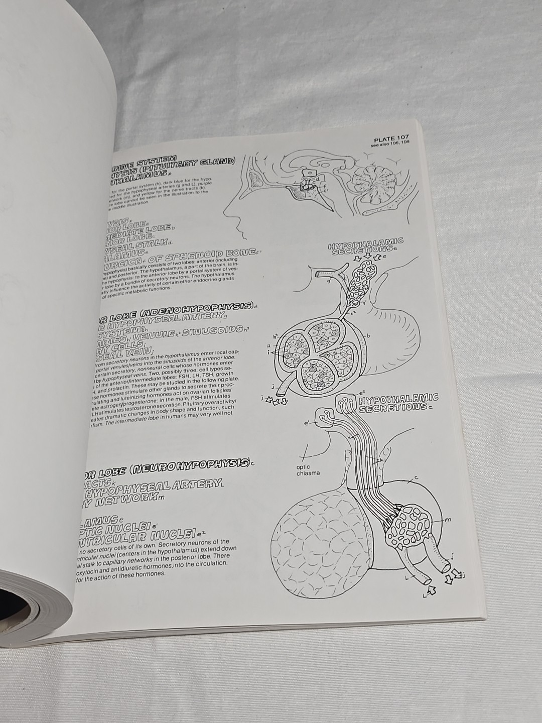 Anatomy Coloring Book 1977 Vintage Wynn Kapit Elson Science Practice Clean Pages