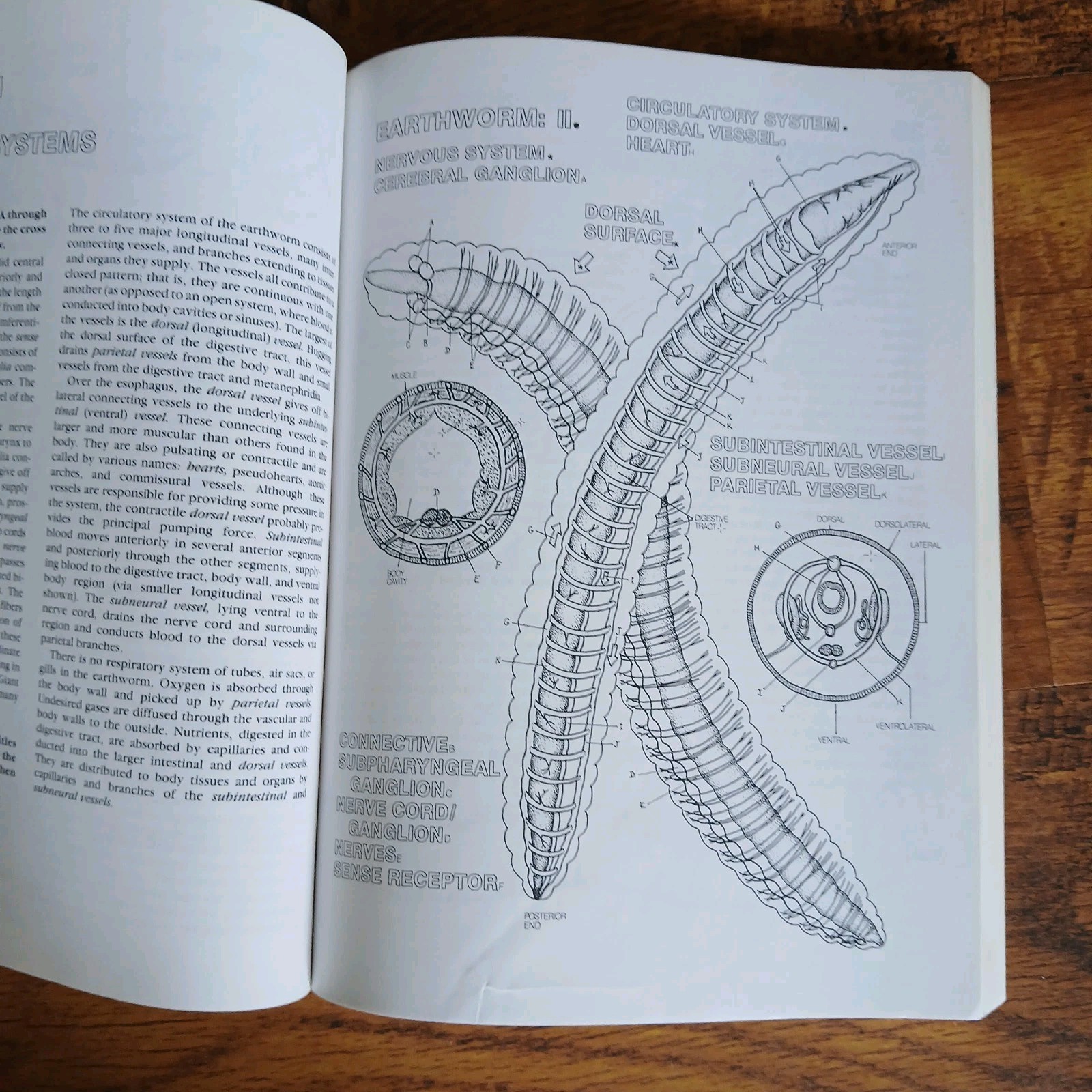 Lot Of 3 Science Coloring Books Biology Anatomy Zoology Vintage