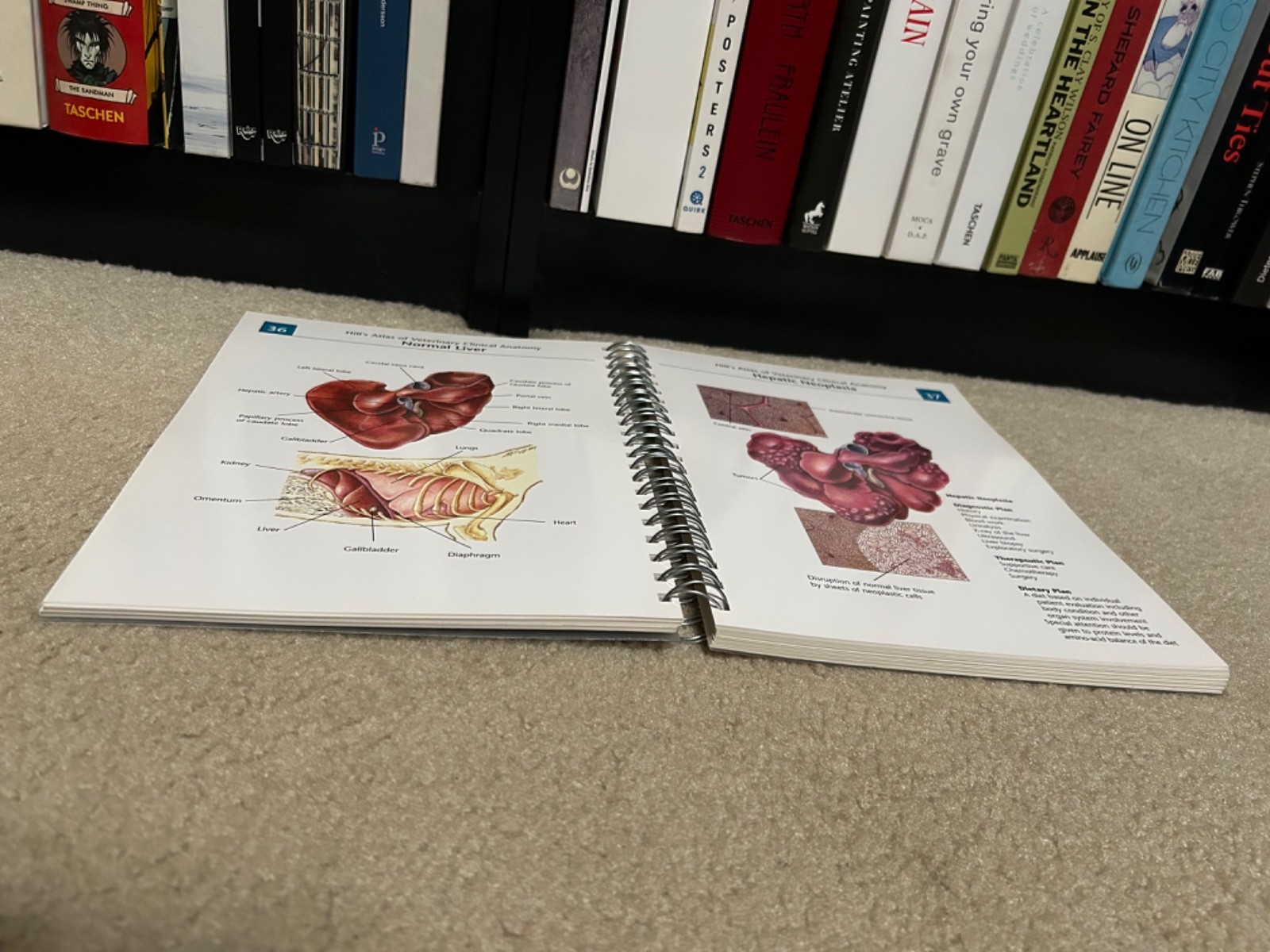 Hill’s Atlas of Veterinary Clinical Anatomy Hill’s Pet Nutrition Inc SPIRAL BOOK