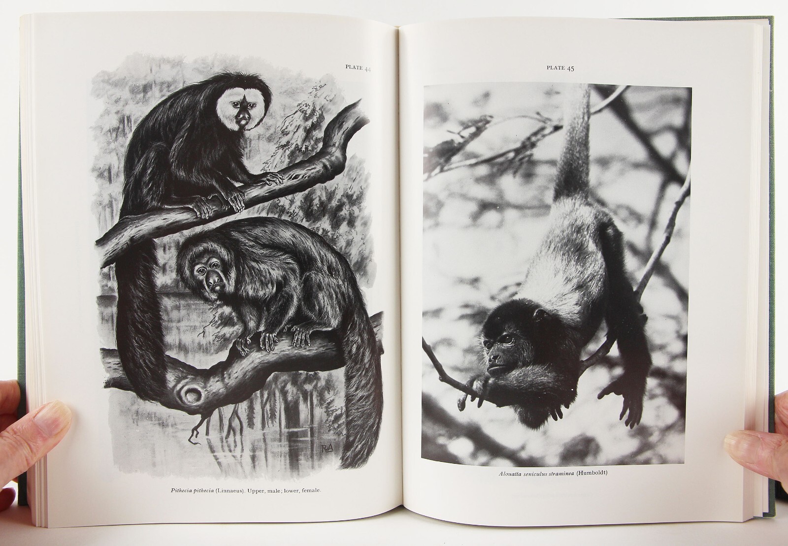 A.M. Husson’s The Mammals of Suriname 1978 Brill VG+ Zoology 152 Species