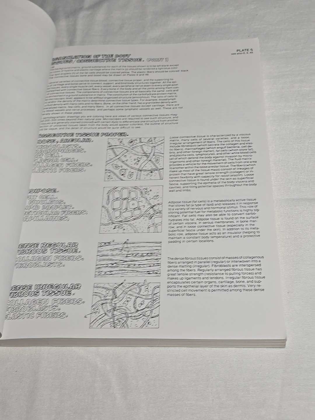 Anatomy Coloring Book 1977 Vintage Wynn Kapit Elson Science Practice Clean Pages