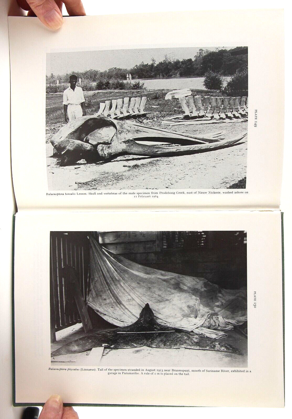 A.M. Husson’s The Mammals of Suriname 1978 Brill VG+ Zoology 152 Species